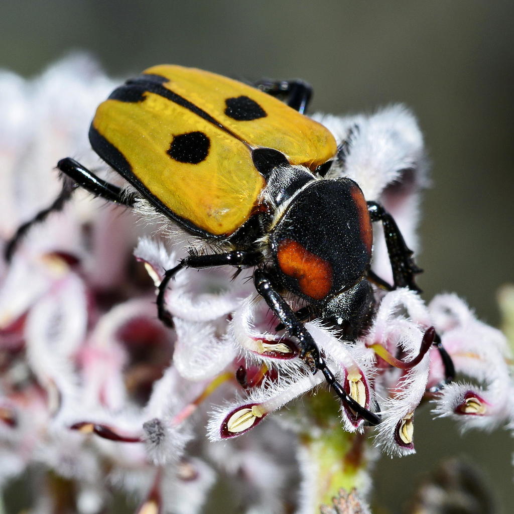 Longleg Flower Chafer