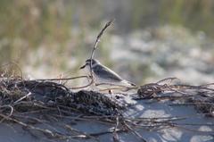 Charadrius marginatus marginatus