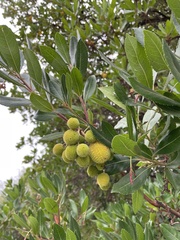 Arbutus unedo