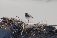Charadrius marginatus marginatus