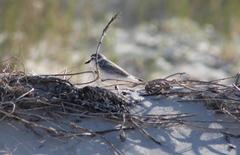 Charadrius marginatus marginatus