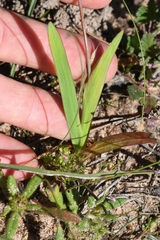 Hesperantha pauciflora
