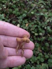 Cudonia confusa