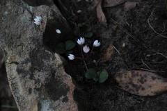 Crassula capensis capensis
