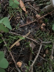 Cudonia confusa