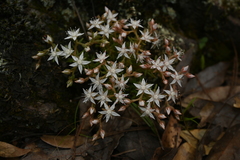 Sedum stelliforme