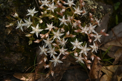 Sedum stelliforme