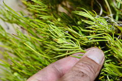 Osteospermum aciphyllum