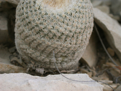Epithelantha bokei