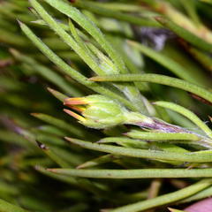 Osteospermum aciphyllum