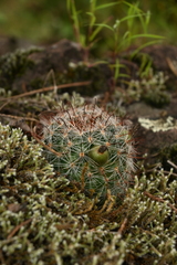 Mammillaria barbata