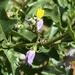 Solanum capense - Photo (c) Dave U, algunos derechos reservados (CC BY), subido por Dave U