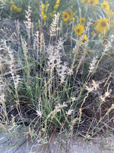 curly-mesquite (Hilaria belangeri)