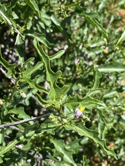 Solanum capense image