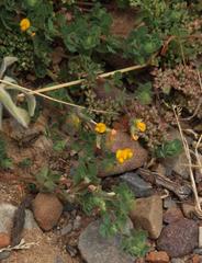 Lotus subbiflorus subbiflorus