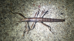 Anisomorpha ferruginea