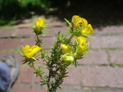Aspalathus chrysantha
