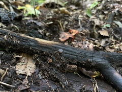 Plicaria trachycarpa