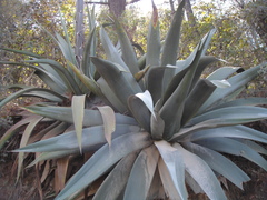 Agave atrovirens