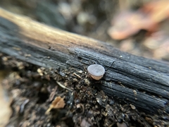 Plicaria trachycarpa