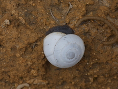 Sphincterochila candidissima