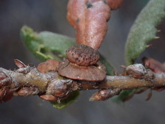 Disholcaspis prehensa