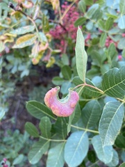 Baizongia pistaciae
