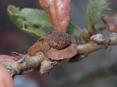 Disholcaspis prehensa