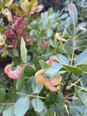Baizongia pistaciae