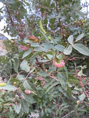 Baizongia pistaciae
