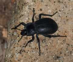 Stenomorpha tenuicollis