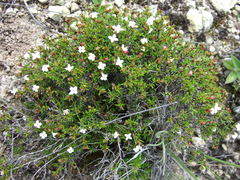 Arcytophyllum thymifolium