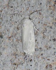Leucocnemis nivalis