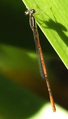 Agriocnemis falcifera