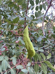 Baizongia pistaciae