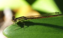 Agriocnemis falcifera