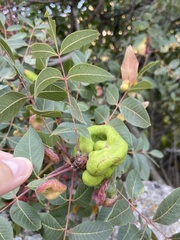 Baizongia pistaciae