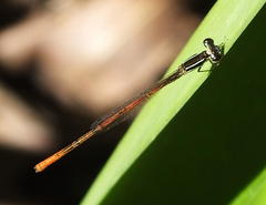 Agriocnemis falcifera