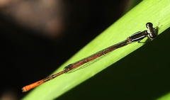 Agriocnemis falcifera