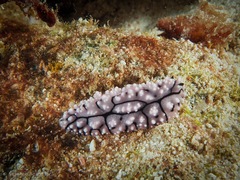 Phyllidiopsis krempfi