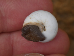 Sphincterochila candidissima