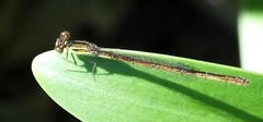 Agriocnemis falcifera