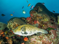 Arothron caeruleopunctatus