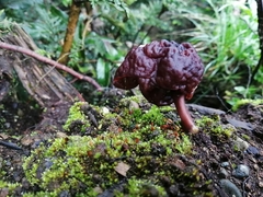 Gyromitra antarctica