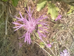 Scythris punctivittella