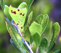 Searsia lucida lucida