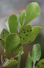 Searsia lucida lucida