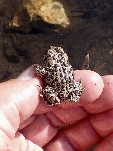 iNaturalist observation photo of Yosemite Toad