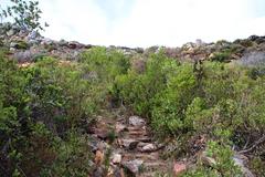 Searsia lucida lucida