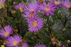 Lampranthus falciformis